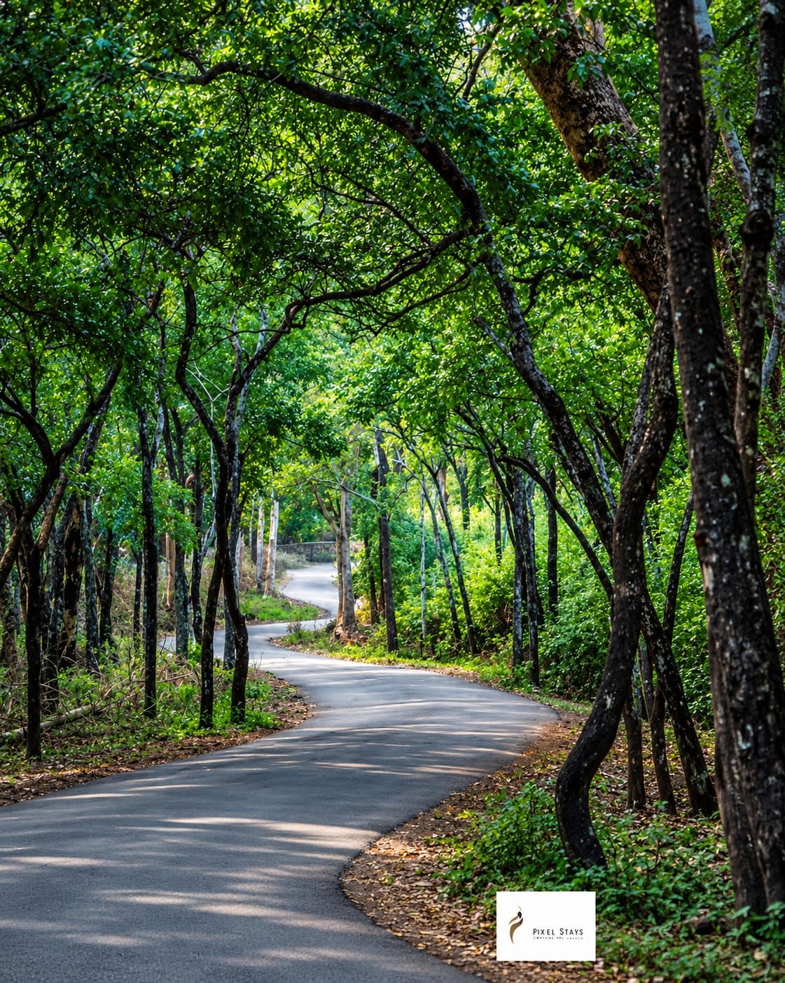 Sandal Forest