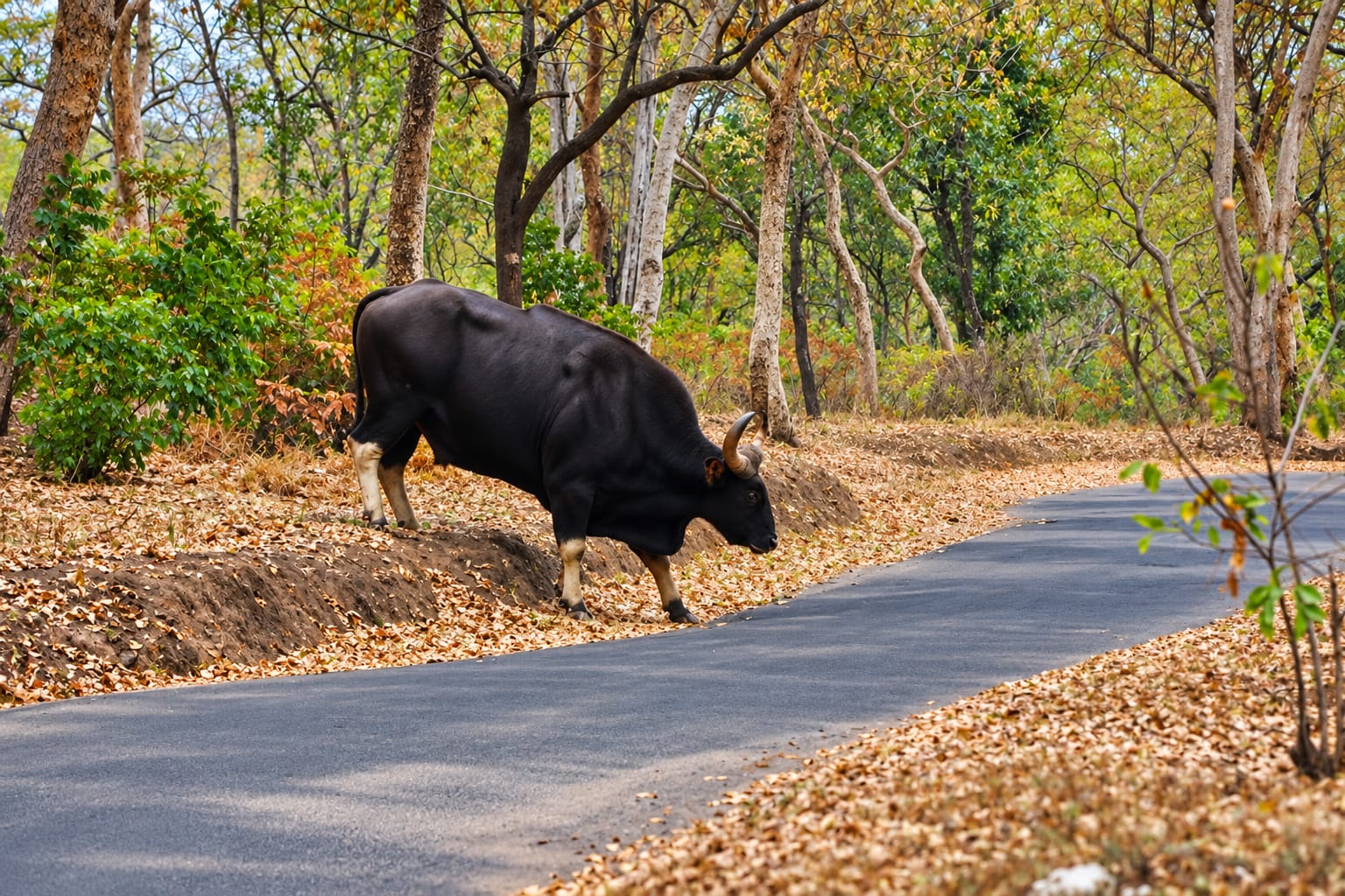 Wildlife — Gaur